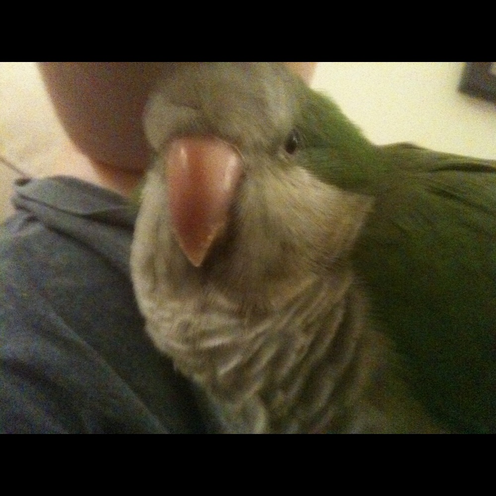 Meet your Posher, Diana